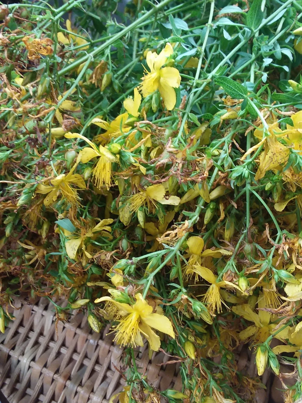 St. John's Wort Dried Herb